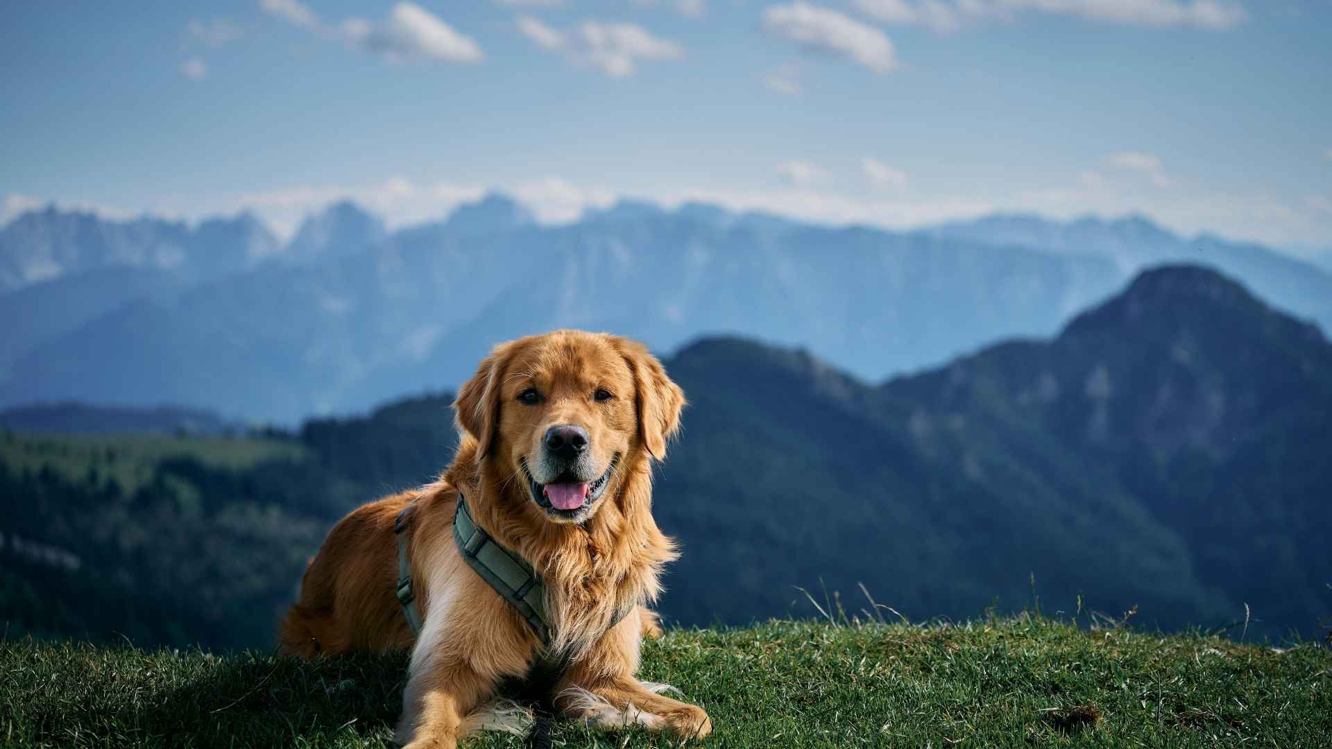 golden 